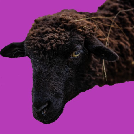 Baa Baa Black Sheep | Boomplay Music