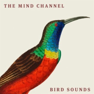 Bird Sounds