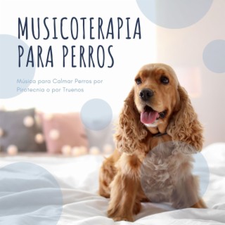 Musicoterapia para Perros: Música para Calmar Perros por Pirotecnia o por Truenos