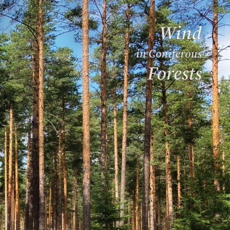 Tall Pine Trees Swaying in the Wind | Boomplay Music