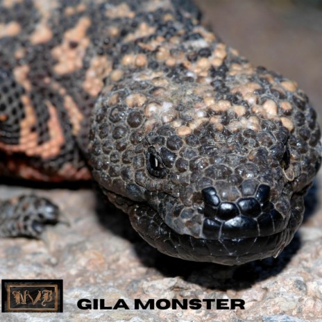 Gila Monster | Boomplay Music