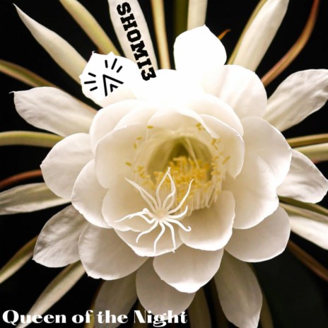 Queen of the Night | Boomplay Music