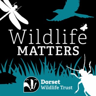 Dorset Beaver Project