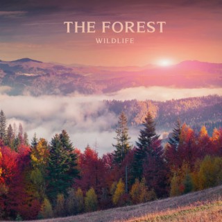 The Forest Wildlife – Nature Sounds, Flute Music For Meditation & Concentration At Sunset