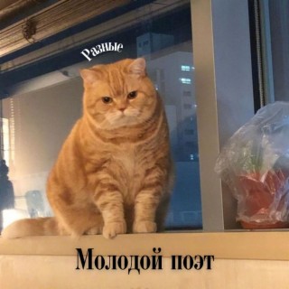 Download Молодой Поэт Album Songs: Разные | Boomplay Music