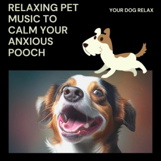 Relaxing Pet Music to Calm Your Anxious Pooch
