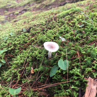 tiny fungus