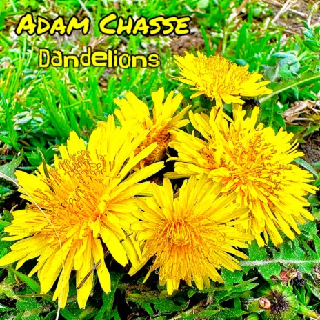 Dandelions | Boomplay Music