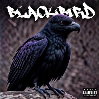 Blackbird