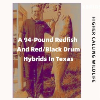 A 94 Pound Redfish & Red/Black Drum Hybrids