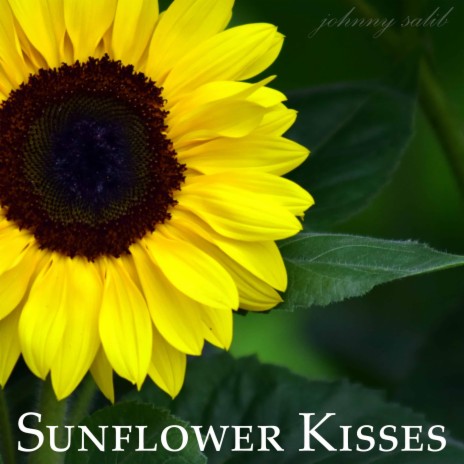 Sunflower Kisses | Boomplay Music