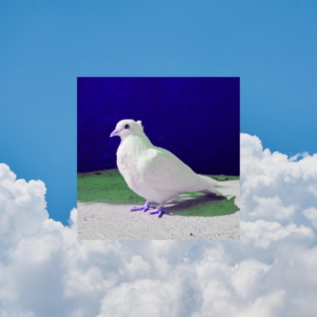 White Dove | Boomplay Music