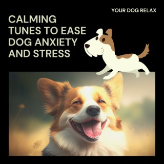 Calming Tunes to Ease Dog Anxiety and Stress