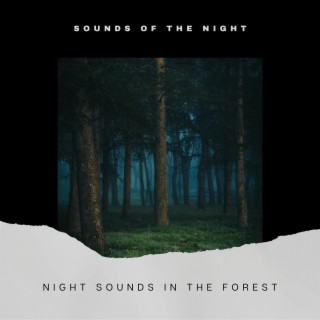 Night Sounds in the Forest