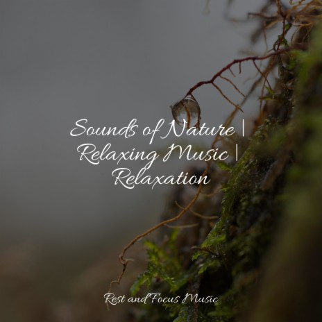 Soothing Sounds | Boomplay Music