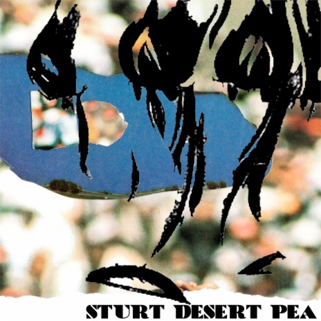 Sturt Desert Pea | Boomplay Music