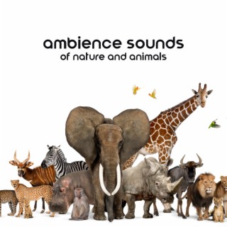 Ambience Sounds of Nature and Animals for Relaxation: Mindfulness for Kids by Having Fun