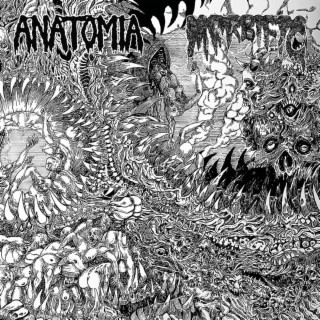 Split with Anatomia