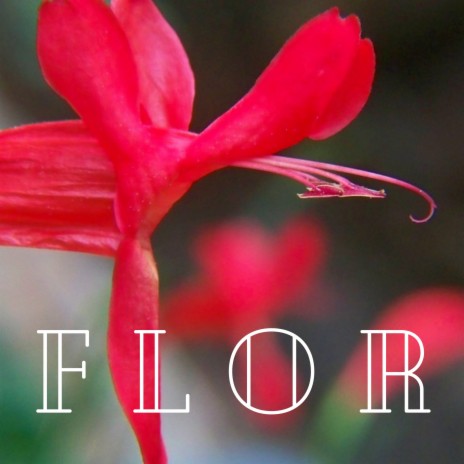 Flor