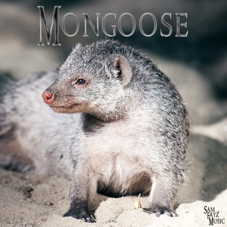 Mongoose | Boomplay Music