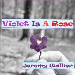 Violet Is A Rose