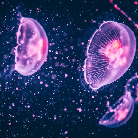 Jellyfish | Boomplay Music