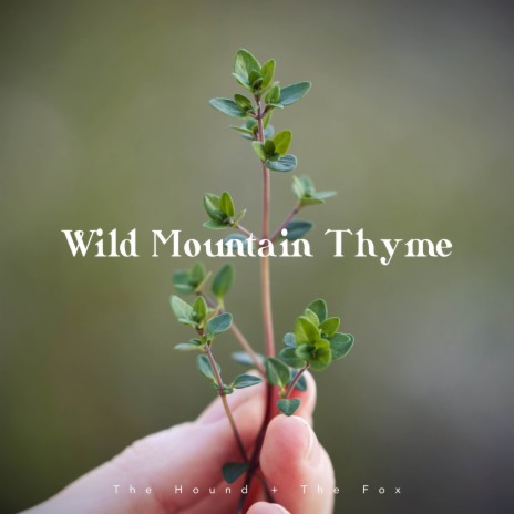 Wild Mountain Thyme | Boomplay Music