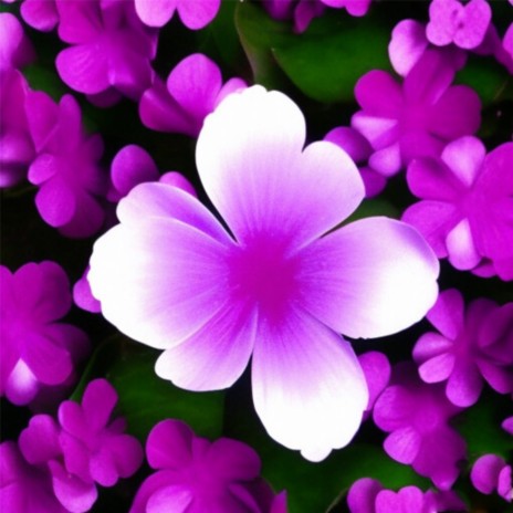 Violet Clover | Boomplay Music