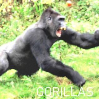 GORILLAS