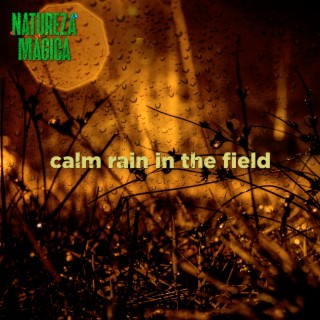 Calm Rain in the Field