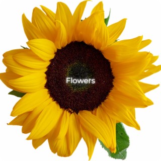 Flowers lyrics | Boomplay Music