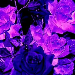 Purple Roses ft. Jason Capistrant lyrics | Boomplay Music