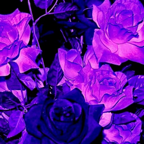 Purple Roses ft. Jason Capistrant | Boomplay Music