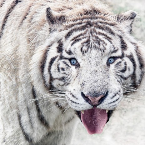 FUNKY WHITE TIGER