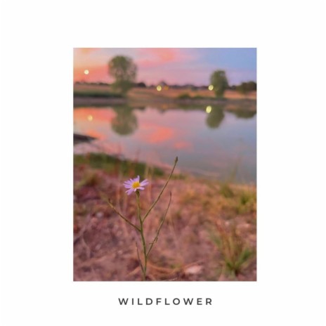 WILDFLOWER | Boomplay Music