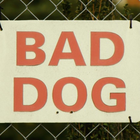 BAD DOG | Boomplay Music