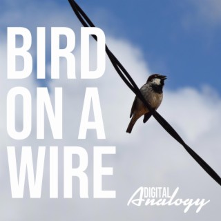 Bird On A Wire