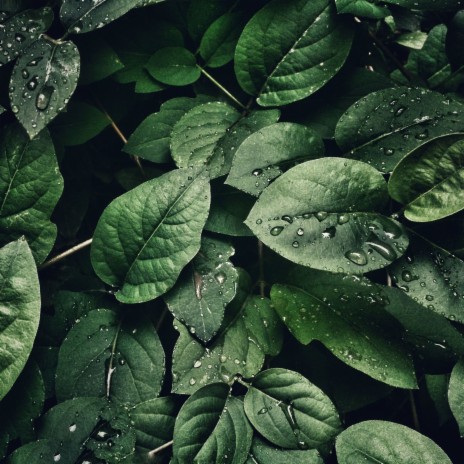 Sounds of nature: rainfall sounds | Boomplay Music