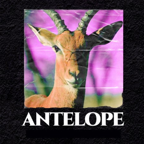 Antelope | Boomplay Music