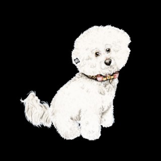 Bichon Frise