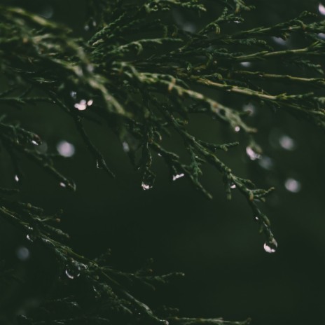 Rainfall sounds for relax and chill