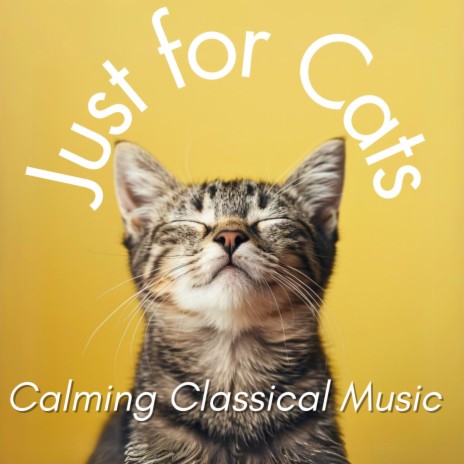 Cozy Comfort ft. Cat Music Dreams & Cat Music Zone | Boomplay Music