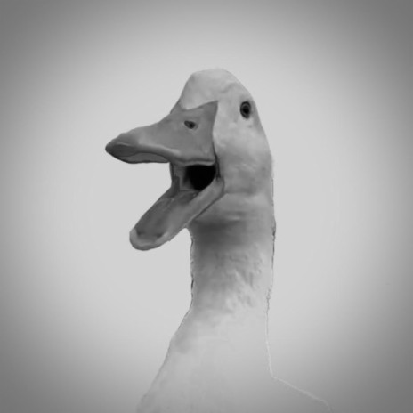 Duck Days | Boomplay Music