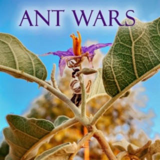 Ant Wars