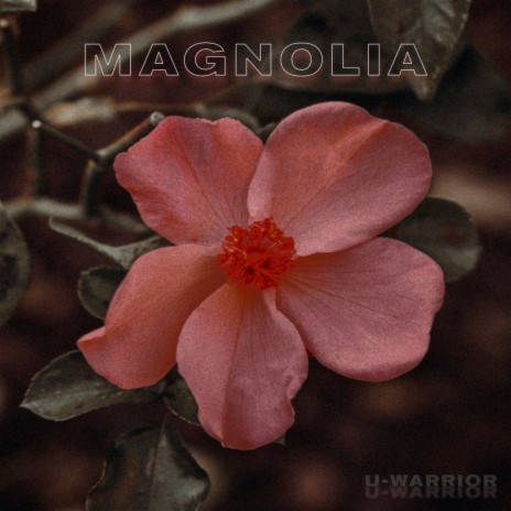 Magnolia | Boomplay Music