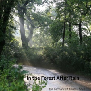 In the Forest After Rain