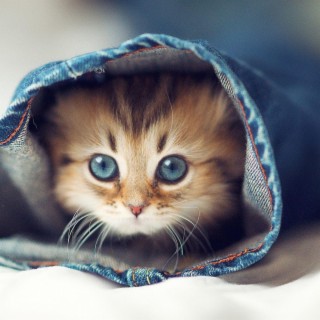 Cute Cat