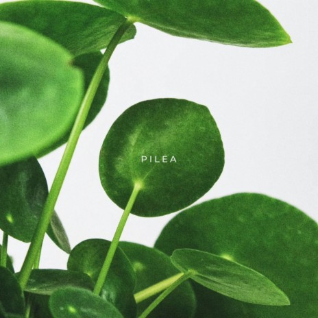 Pilea | Boomplay Music