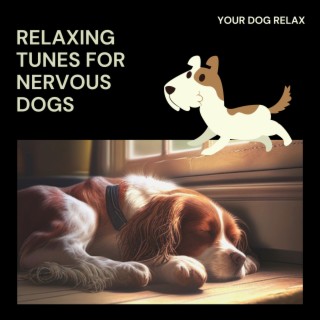 Relaxing Tunes for Nervous Dogs