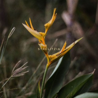 Strelitzia